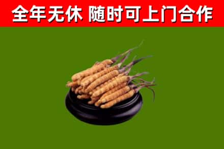 杏花岭区回收散虫草