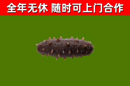 杏花岭区回收海参干
